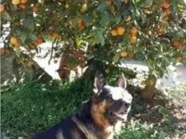 #VT0084 - Chácara para Venda em São Paulo - SP - 3